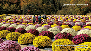 Kikunosato Tokiwa (Chrysanthemum Park) (Tamura City)