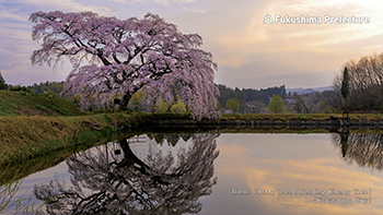 Hosui Cherry Tree (Weeping Cherry Tree) (Fukushima City)