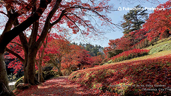 Autumn leaves of Ja no Hana Gardens(Motomiya City)