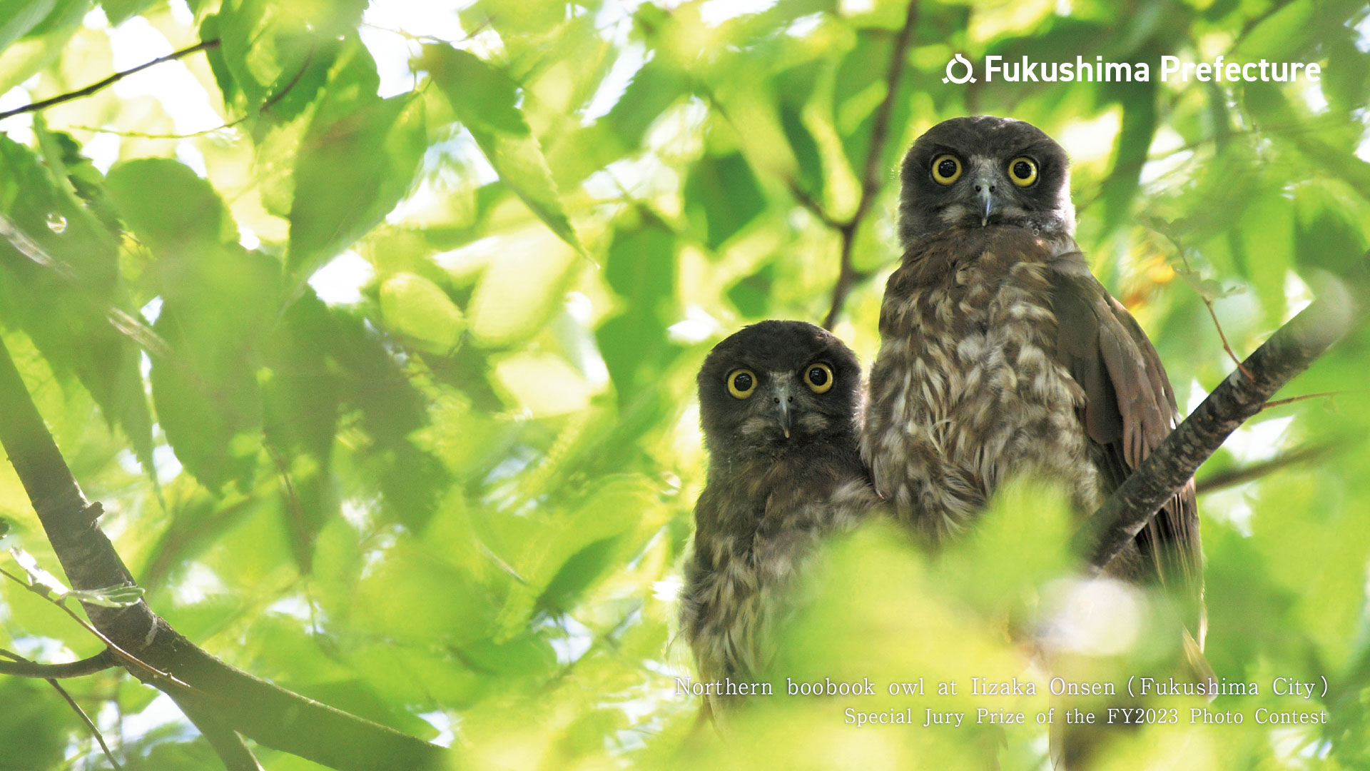 Northern boobook owl at Iizaka Onsen （Fukushima City）Special Jury Prize, FY2023 Photo Contest