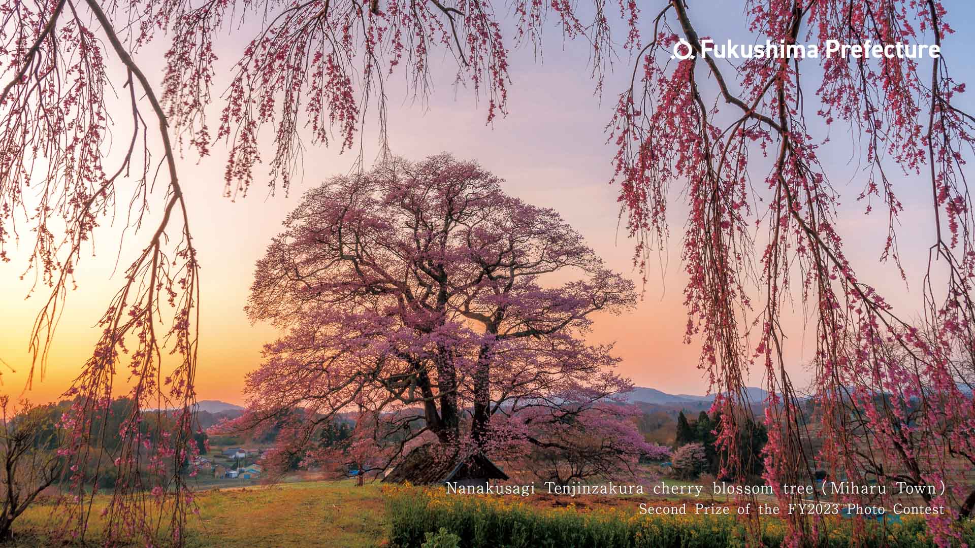 Nanakusagi Tenjinzakura cherry blossom tree （Miharu Town）Second Prize of the FY2023 Photo Contest