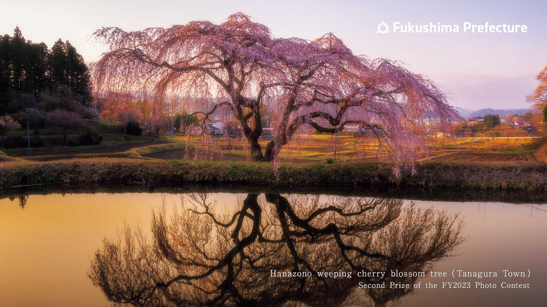 Hanazono weeping cherry blossom tree （Tanagura Town）Second Prize of the FY2023 Photo Contest