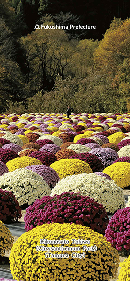 Kikunosato Tokiwa (Chrysanthemum Park) (Tamura City)
