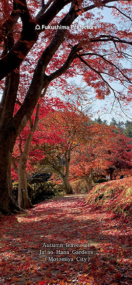 Autumn leaves of Ja no Hana Gardens(Motomiya City)