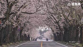夜の森桜トンネル（富岡町）