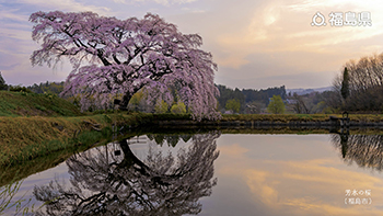 芳水の桜（福島市）