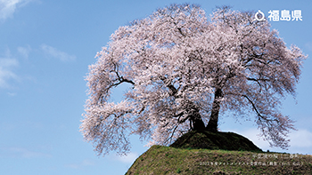 平堂壇の桜（三春町）2022年度フォトコンテスト受賞作品