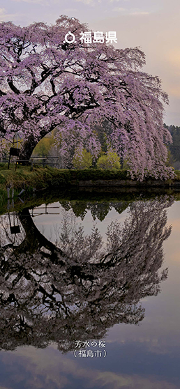 芳水の桜（福島市）